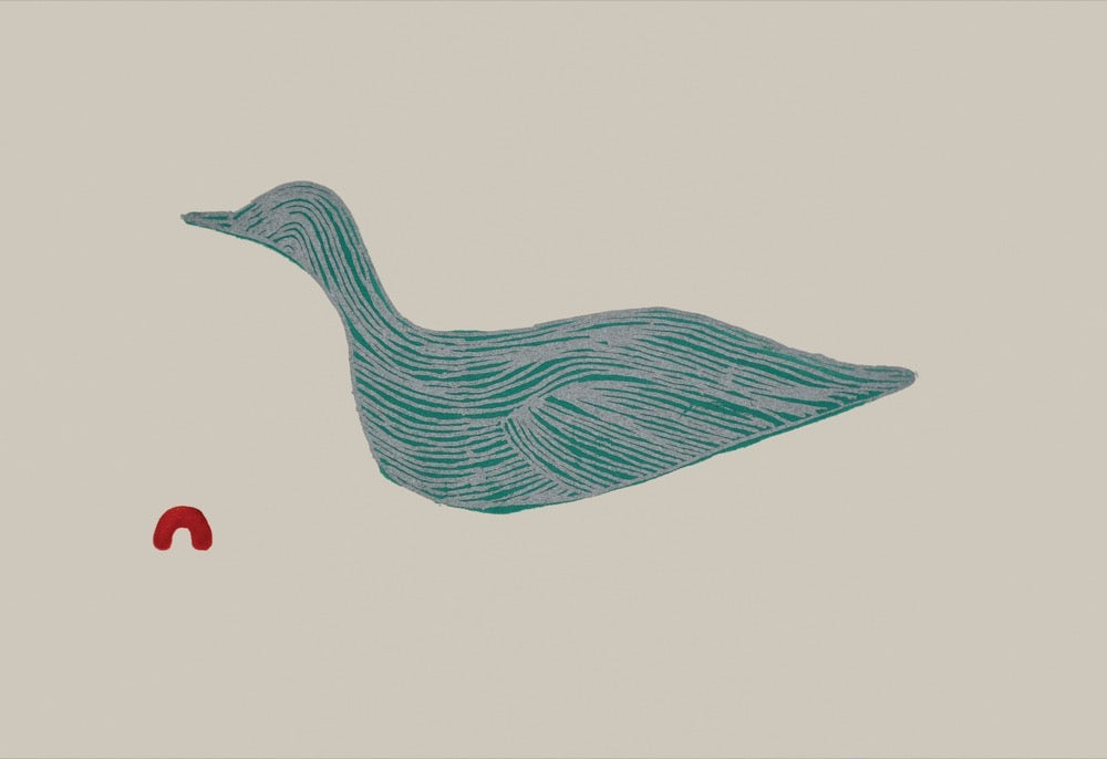 Guillemot