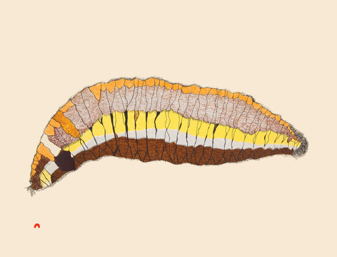 Woollybear Caterpillar